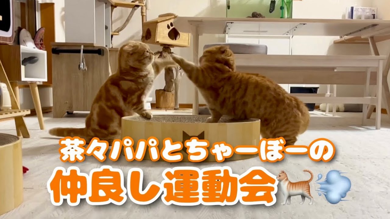茶々パパとちゃーぼーの仲良し運動会 #猫 #マンチカン