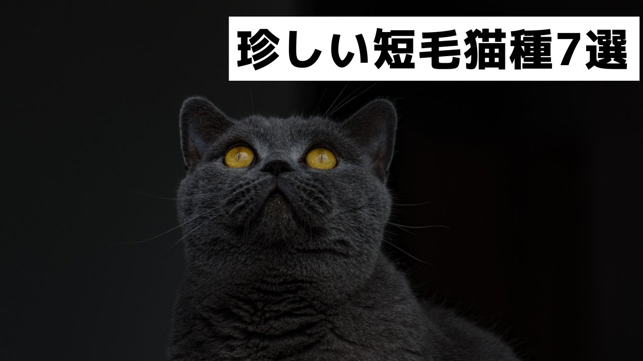 【知ってる？】珍しい短毛猫種7選　シャルトリュー・ミヌエット