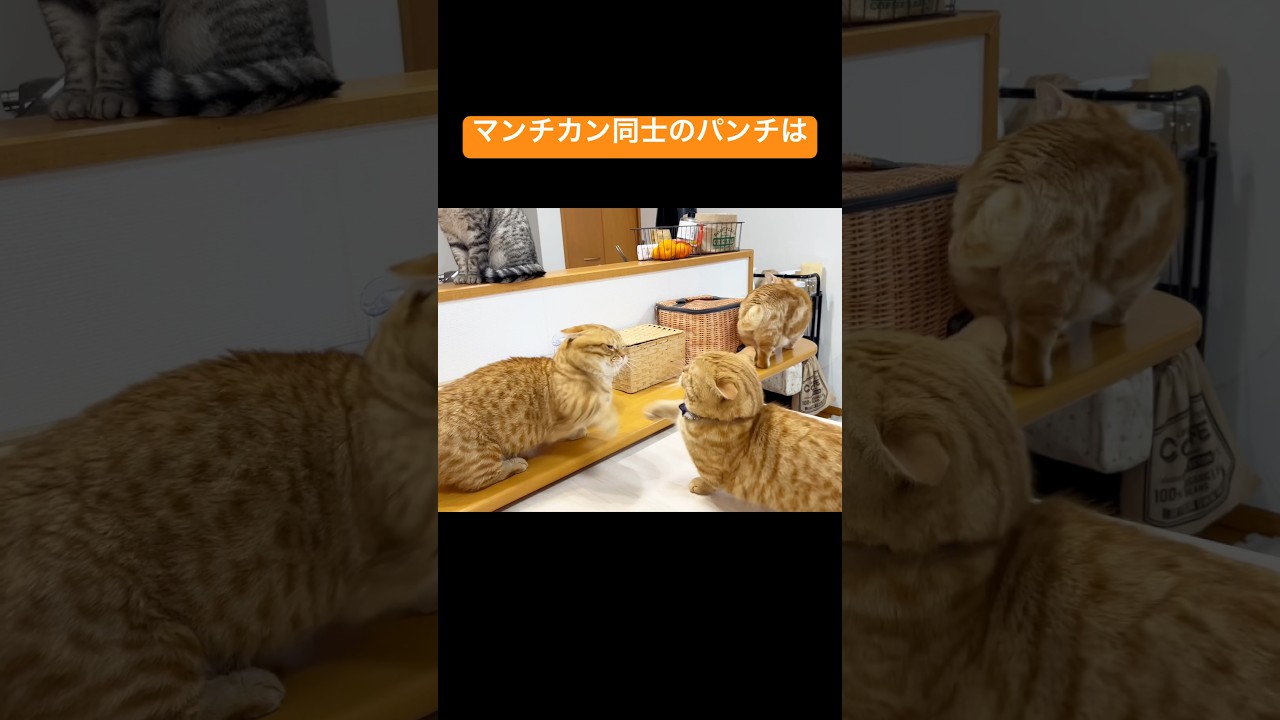 マンチカン同士のパンチは決して当たらない #猫 #マンチカン #shorts