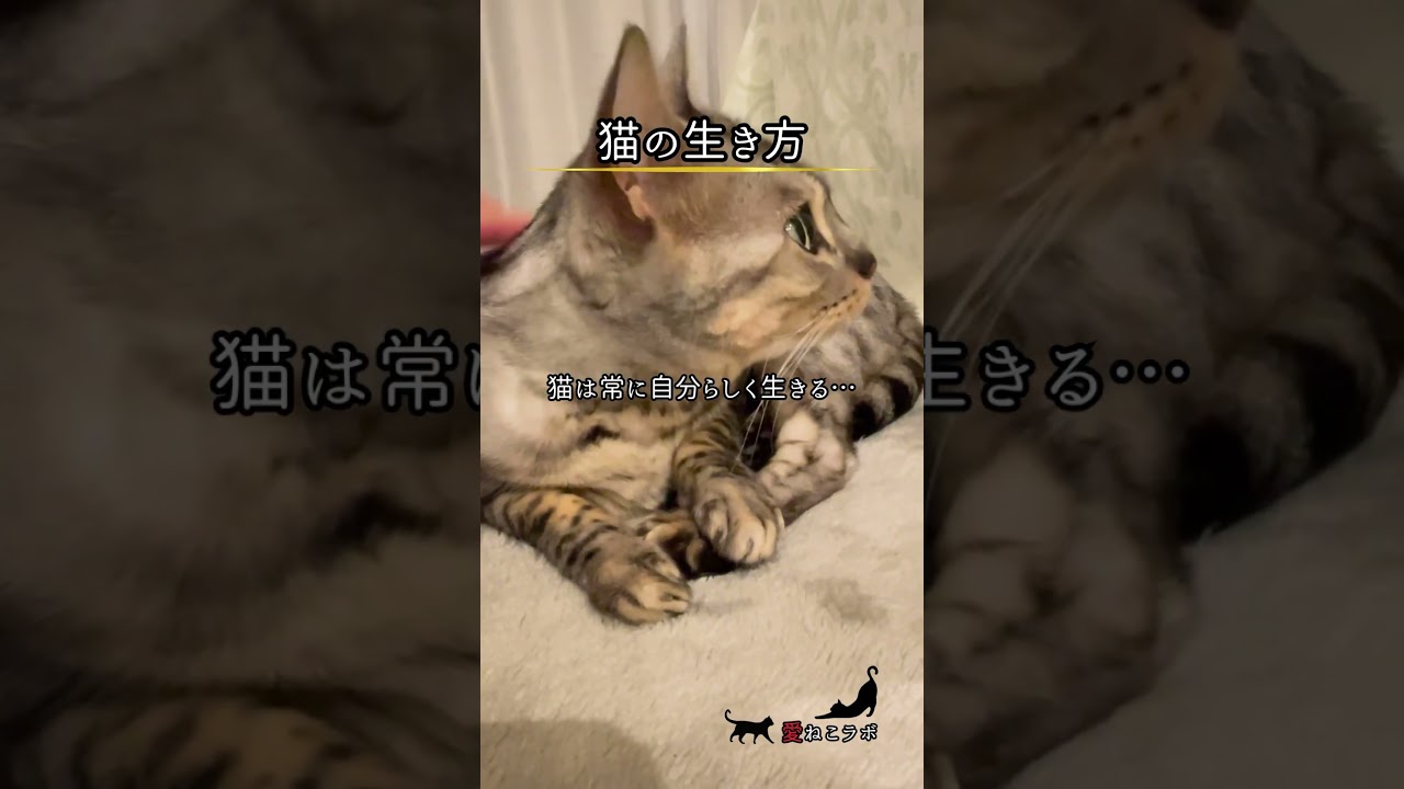 猫は常に自分らしく生きる… #shorts #cat #ねこ #ベンガル猫 #シルバーベンガル猫 #猫名言