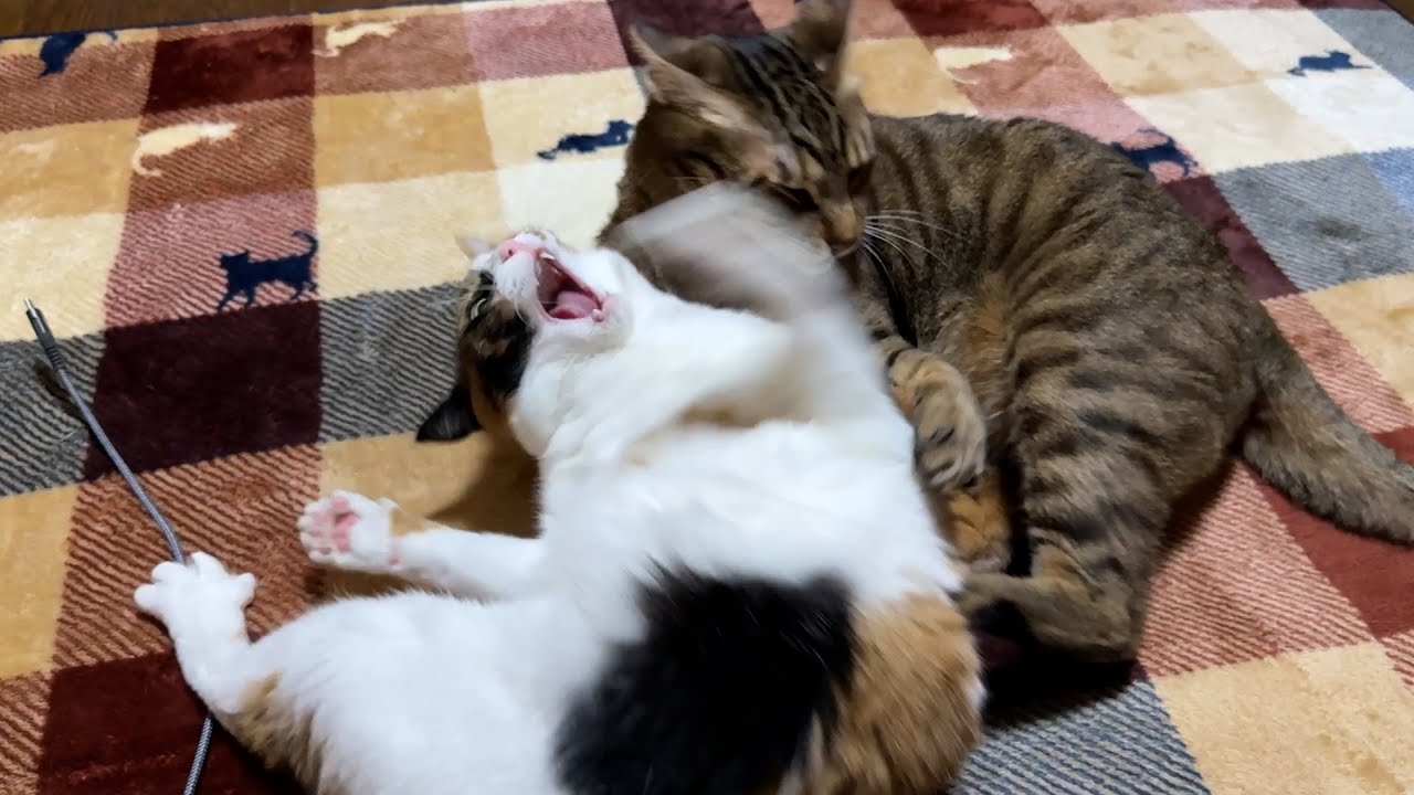 ティガーとベルちゃんが実家猫たちの目の前で大喧嘩し始めました…