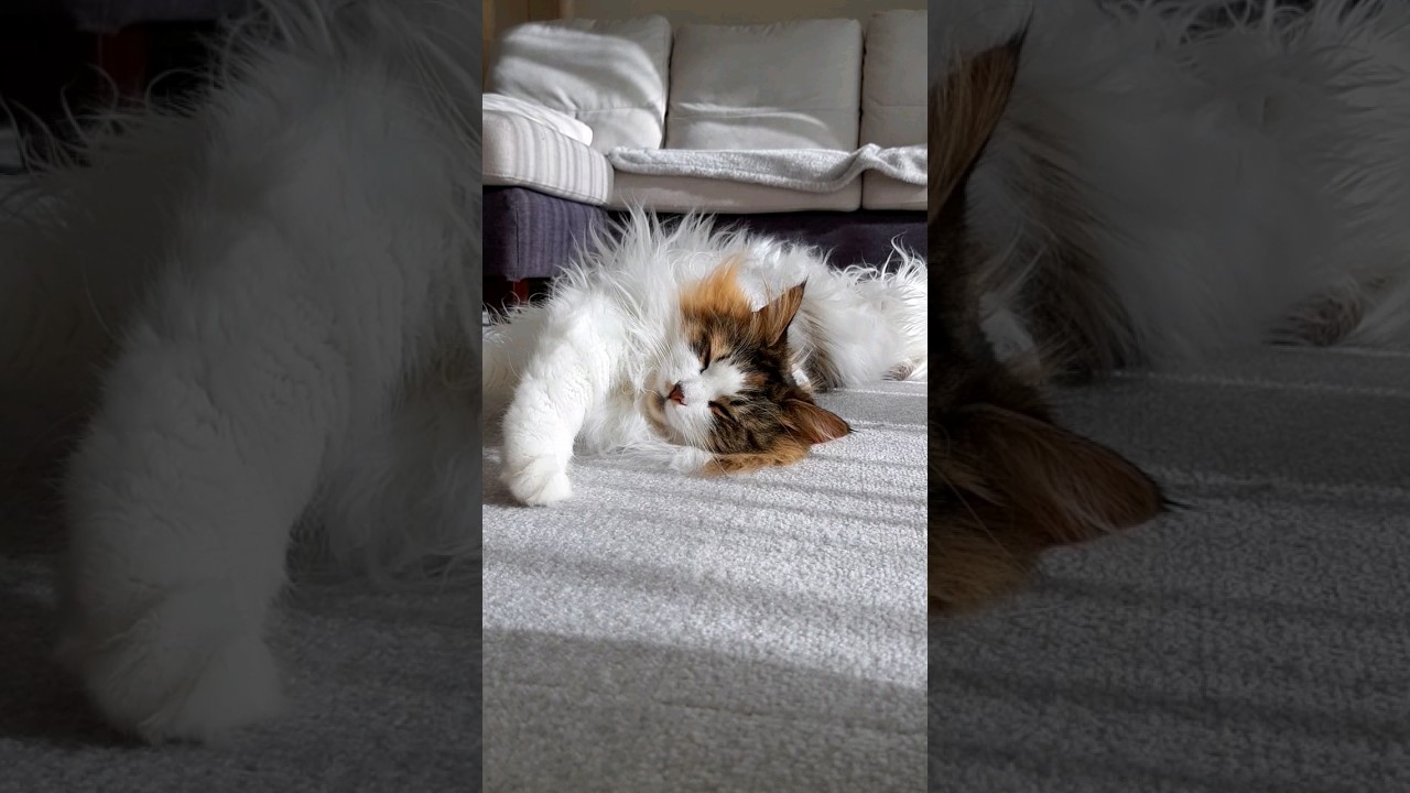 夢の中でも爪とぎしてるみたい #cat #サイベリアン #ねこ #shorts