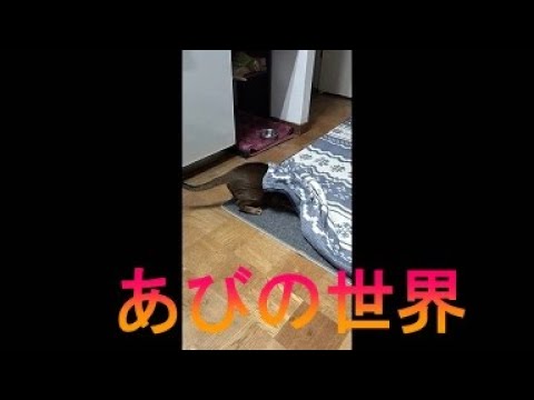 ネコ動画あび＃2554　あびの毎日　アビシニアン　あび