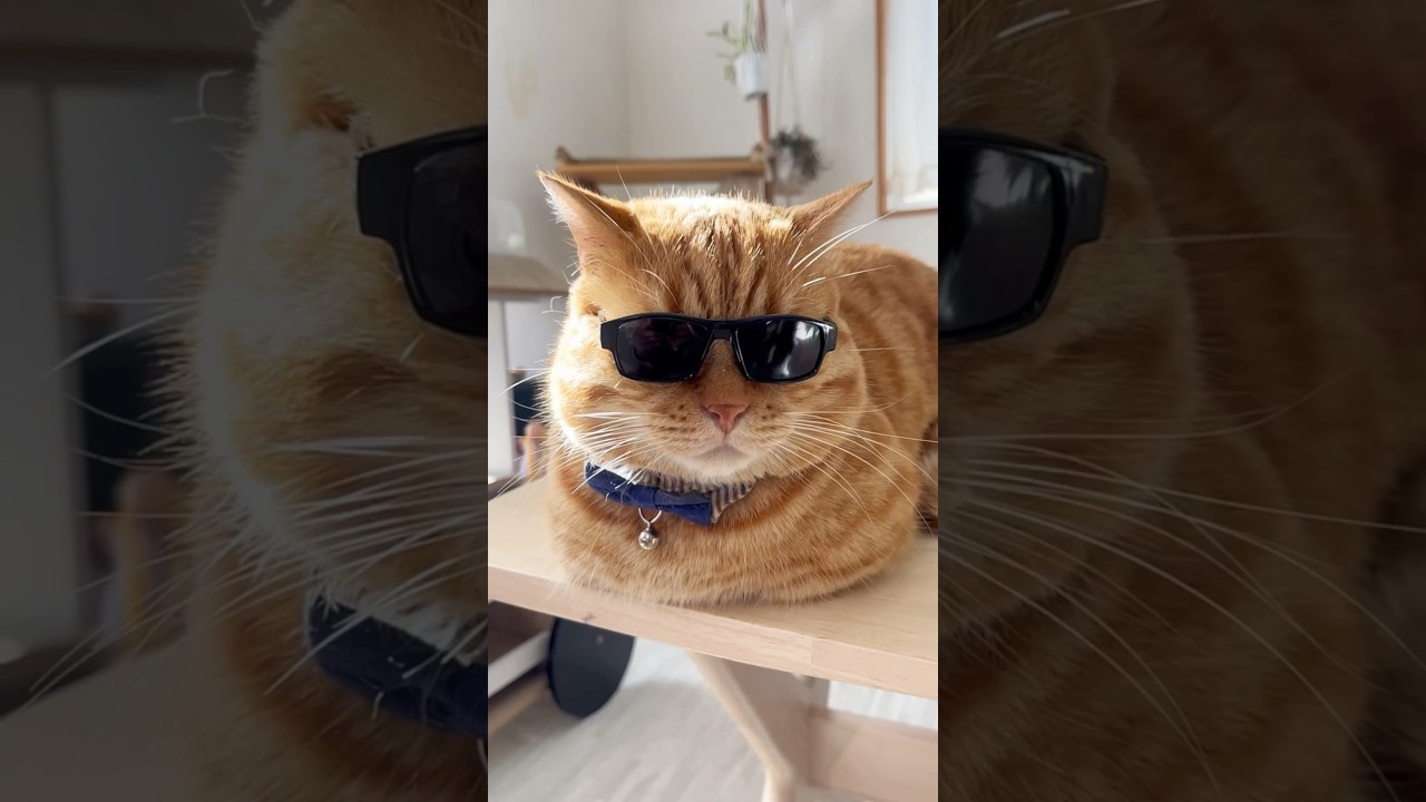 あぶない猫 #猫 #マンチカン #shorts