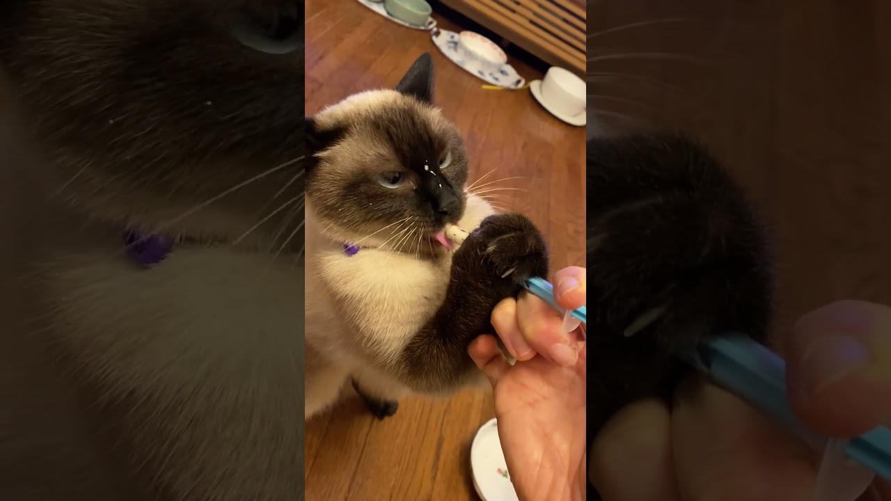 ヴィヴァちゃん姉猫の病院食に飛びつく！ #cat #ねこ #シャム＃shorts