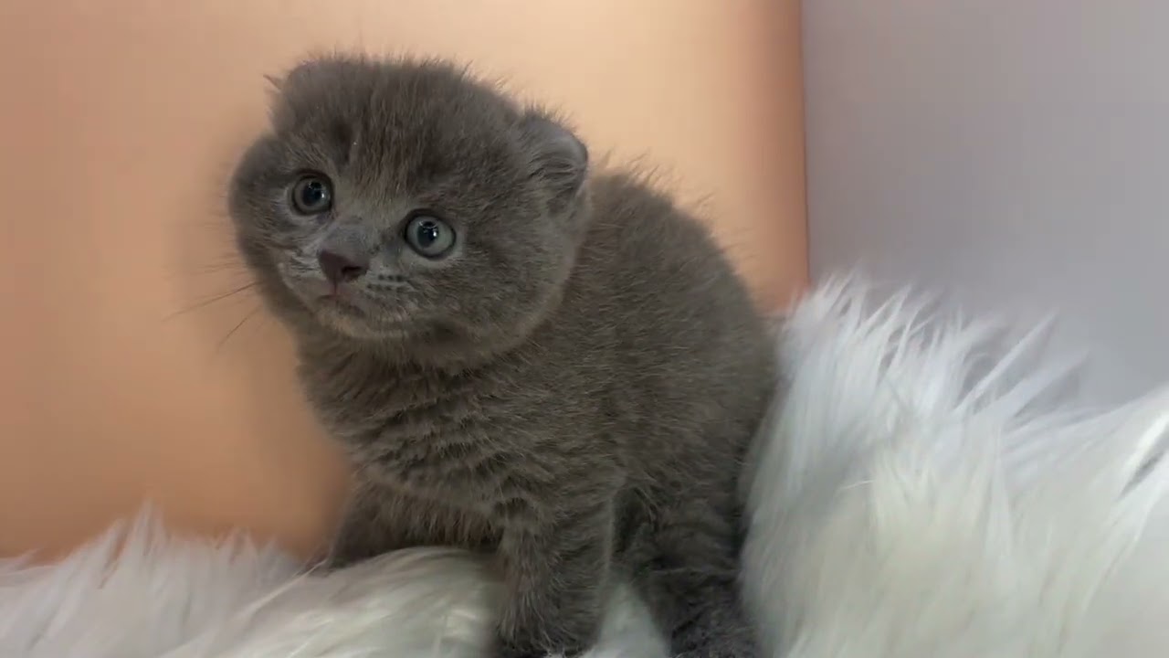 アメリカンカール 【ブルー】くるんとしたお耳のカール兄妹💕