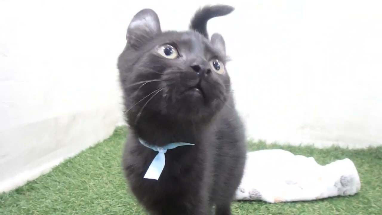 Coo&RIKU　No00656370 アメリカンカール