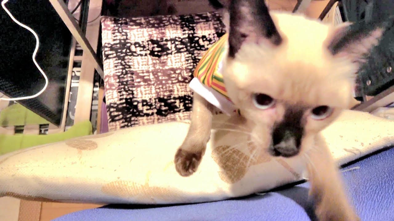 椅子に座ってたシャム子猫に「退けて」と頼んだら肩に飛び乗られた🐾