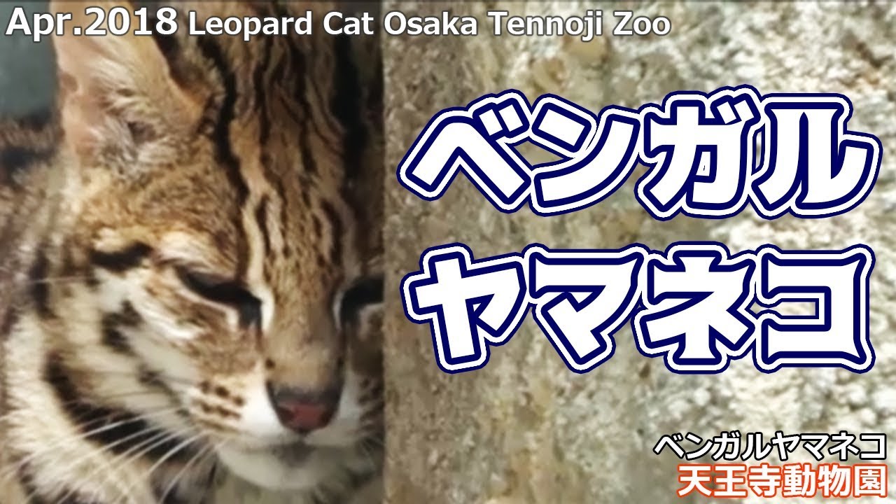 ベンガルヤマネコ 天王寺動物園(ベンガルヤマネコ)Leopard Cat  Osaka Tennoji Zoo