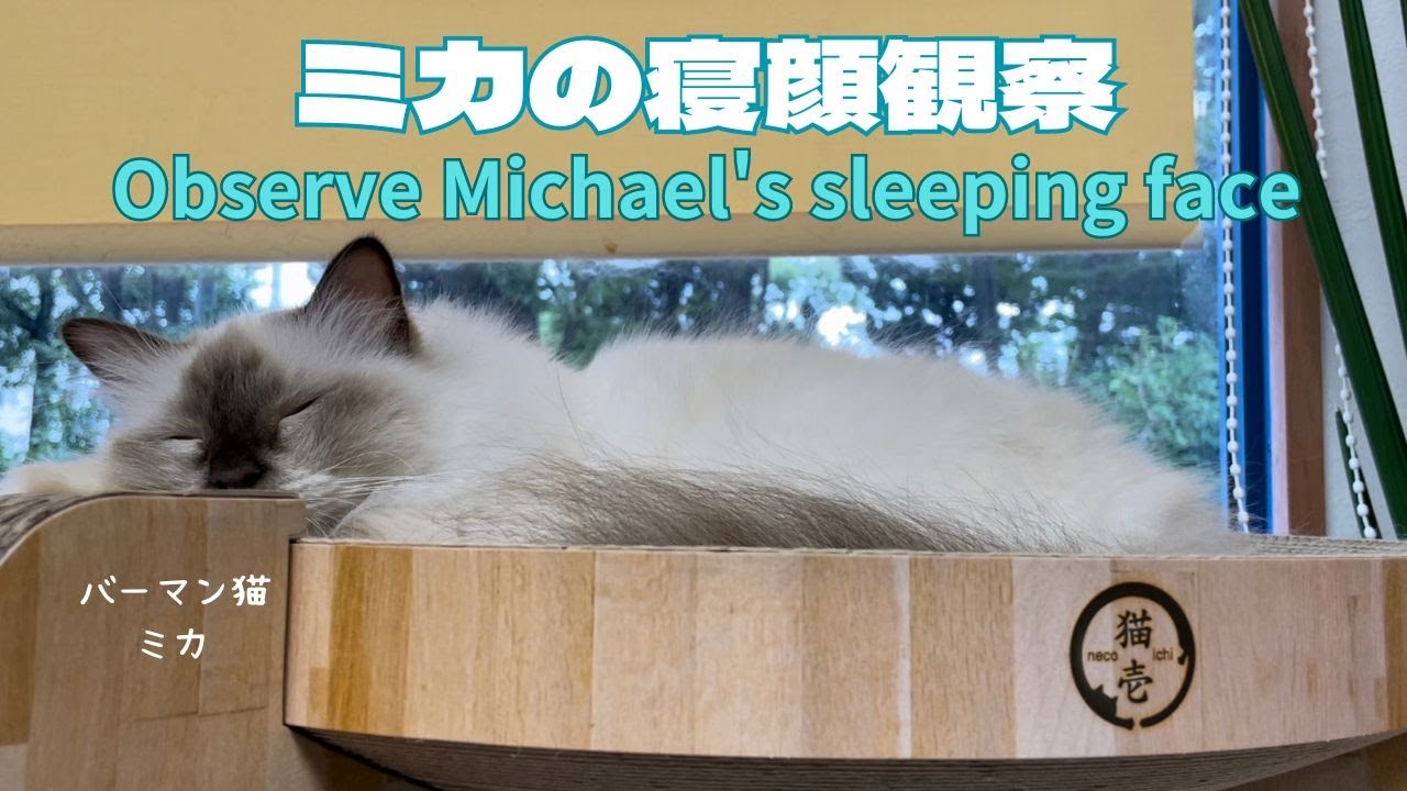バーマン猫ミカ【ミカの寝顔観察】Observe Michael's sleeping face（バーマン猫）Birman/Cat