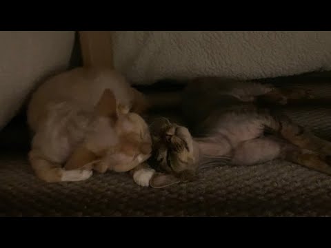 デボンレックス兄弟がこたつの中で何かしています(Devon Rex brothers doing something in Kotatsu heater)