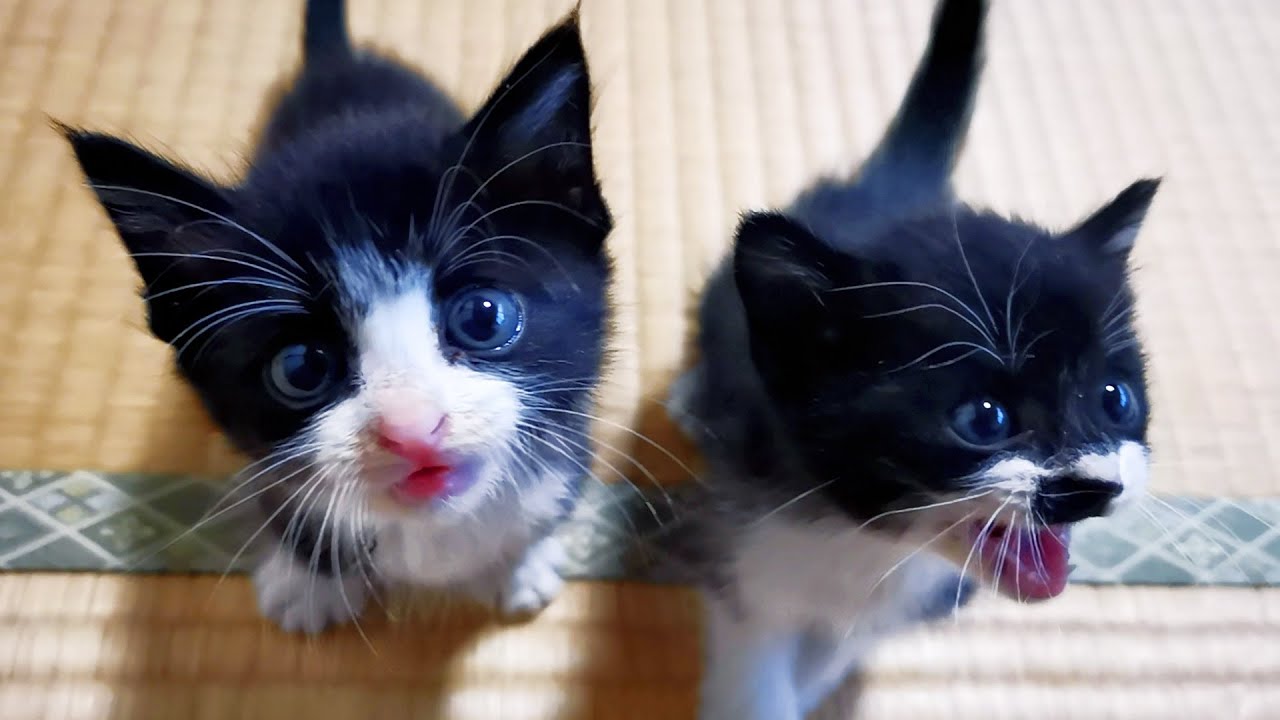 ヨチヨチ歩きでついてくる子猫達可愛いなぁ～【道路のずぶ濡れ子猫保護2日目】