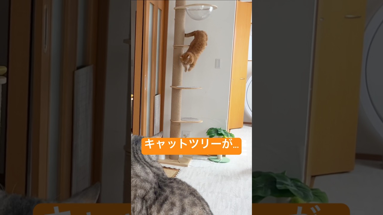 巨体猫の重さで揺れるキャットツリー #猫 #マンチカン #shorts