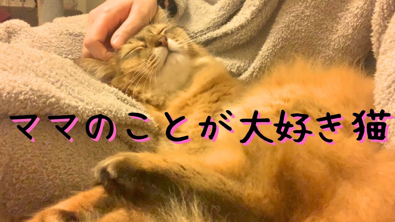 膝枕したらとろけちゃった甘えん坊のソマリ