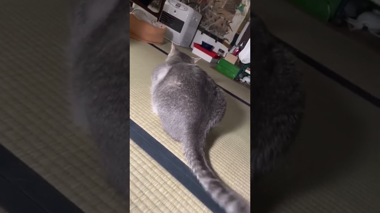 #風の猫　面白くなさそうに..　おばあちゃんが起きるのを待つ猫…　#shorts