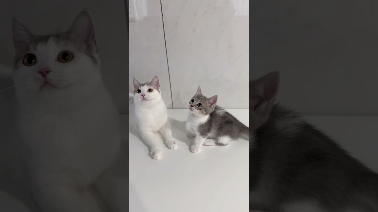 短足マンチカン女の子🩷 【お問合せ詳細は説明欄に記載あります】 #スクーカム #ブリーダー直販 #マンチカン #ミヌエット #ラパーマ #子猫 #子猫販売 #猫 #猫のいる暮らし #猫動画