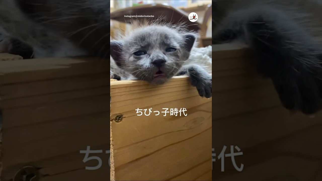 この子が今は…✨｜PECO #グレー猫 #保護猫 #猫 #愛猫家 #保護猫のいる暮らし #graycat #rescuedcat #cat #catlover #catlife