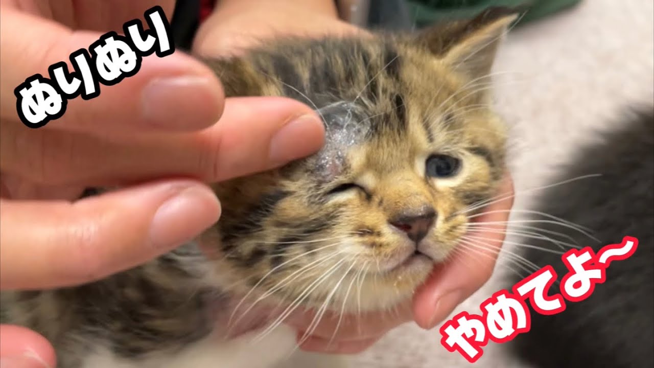 子猫の真菌感染…恐ろしい感染力により禿げてしまった子猫