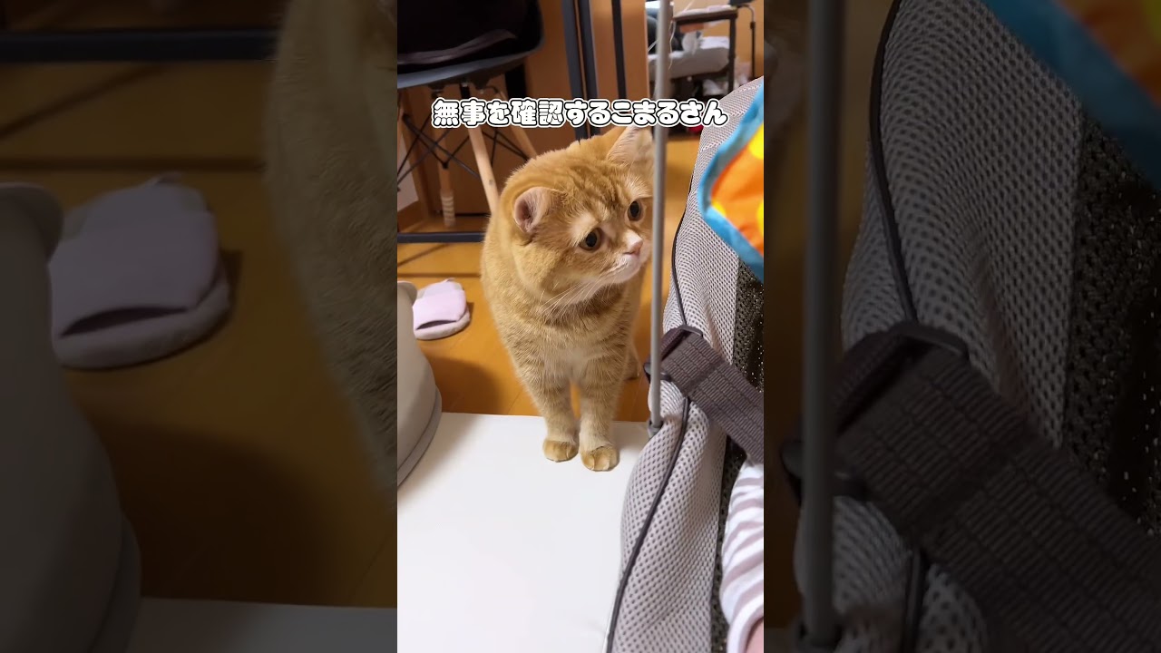赤ちゃんを見守る猫 #shorts