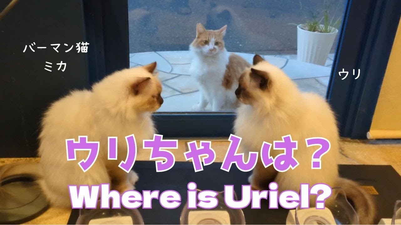 バーマン猫ミカとウリとラフ【ウリちゃんは？】Where is Uriel?（バーマン猫）Birman/Cat