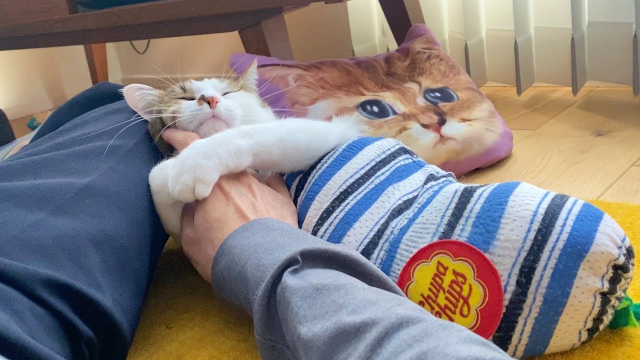 二週間ぶりにママが帰ってきた！猫たちの反応は？【出産のご報告】