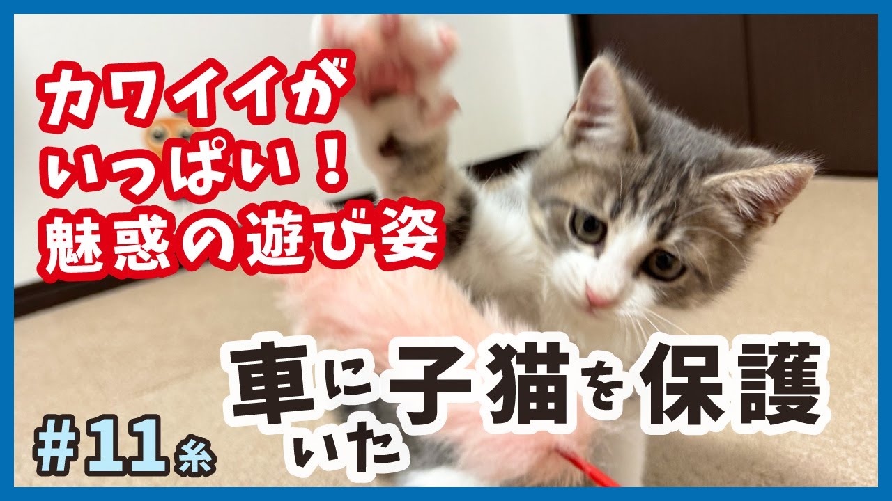 【子猫 成長記録】車の中から保護した子猫は、モフモフで可愛い姿でみんなを魅了します。【保護猫・糸11】/cat and police