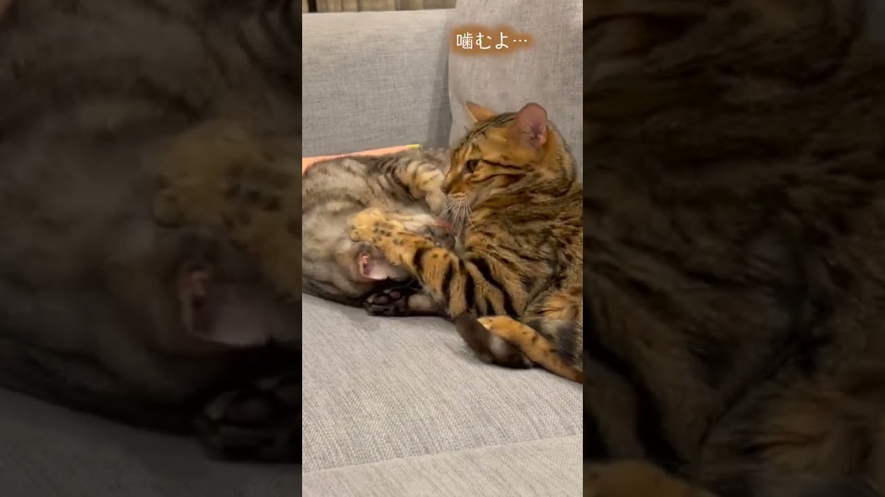 ディスタンスにピリピリする人みたいな猫　#shorts