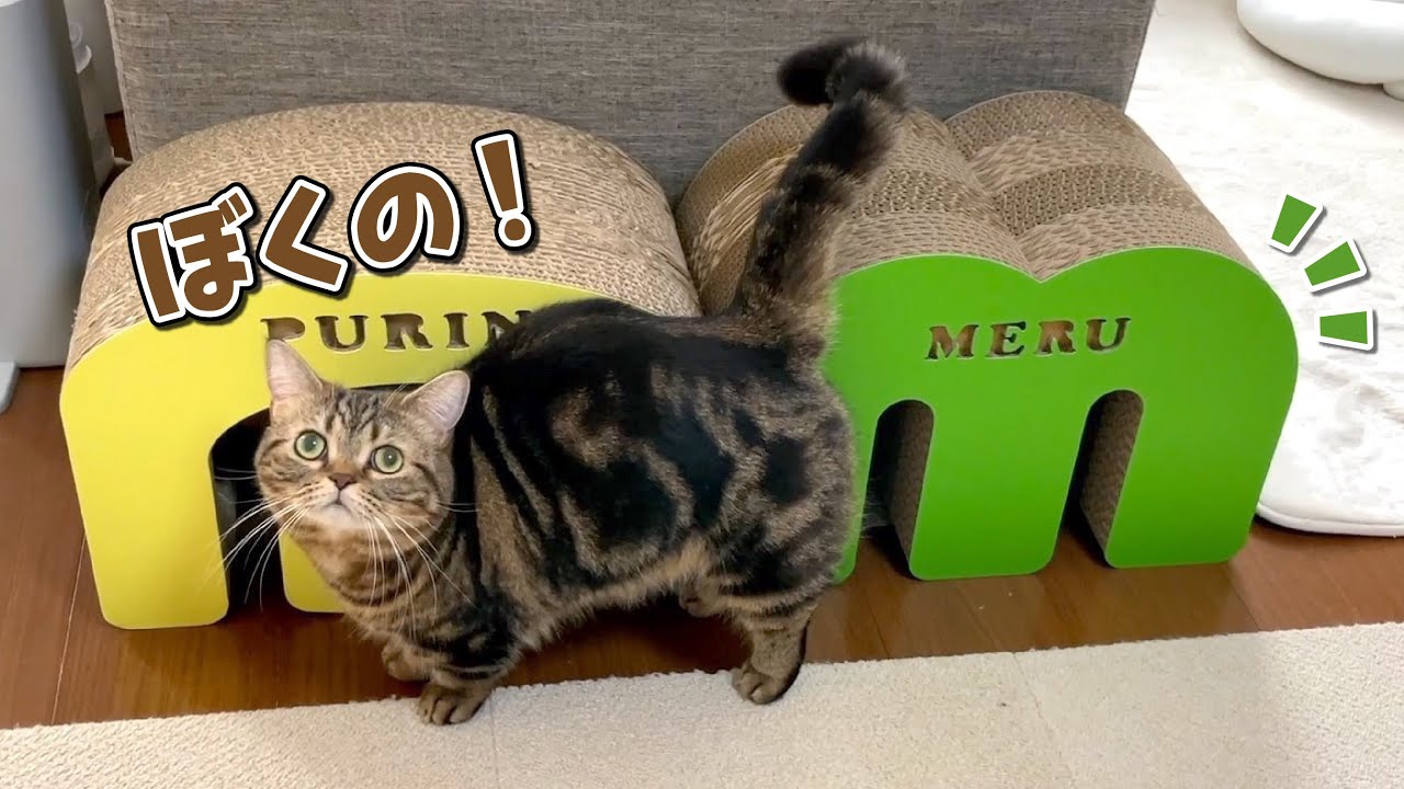 プレゼント開封にワクワクが止まらない猫が可愛すぎる！