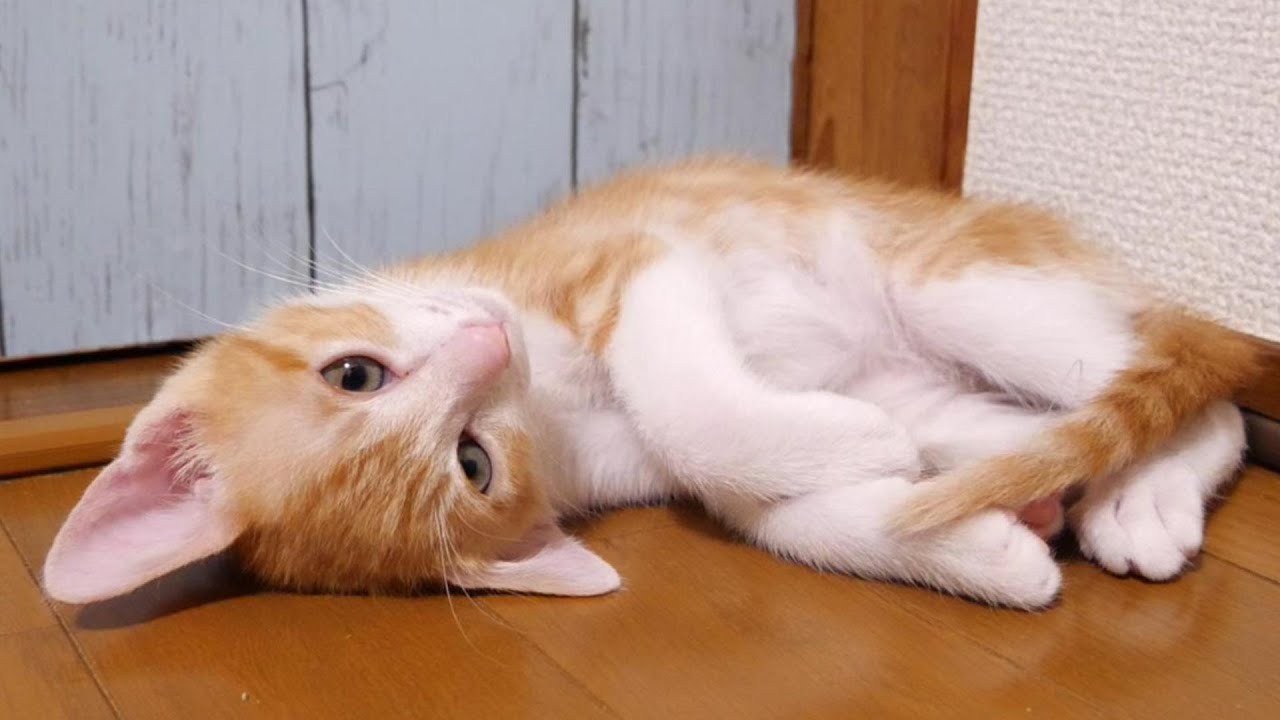 子猫が疲れ切った隙に爪を切らせてもらう。【赤ちゃん猫　保護猫】