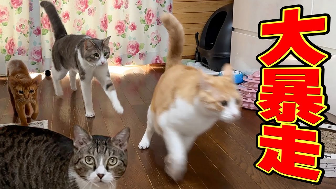 コミュ力最強の猫がついに実家の猫たちを引き連れて大爆走していました…