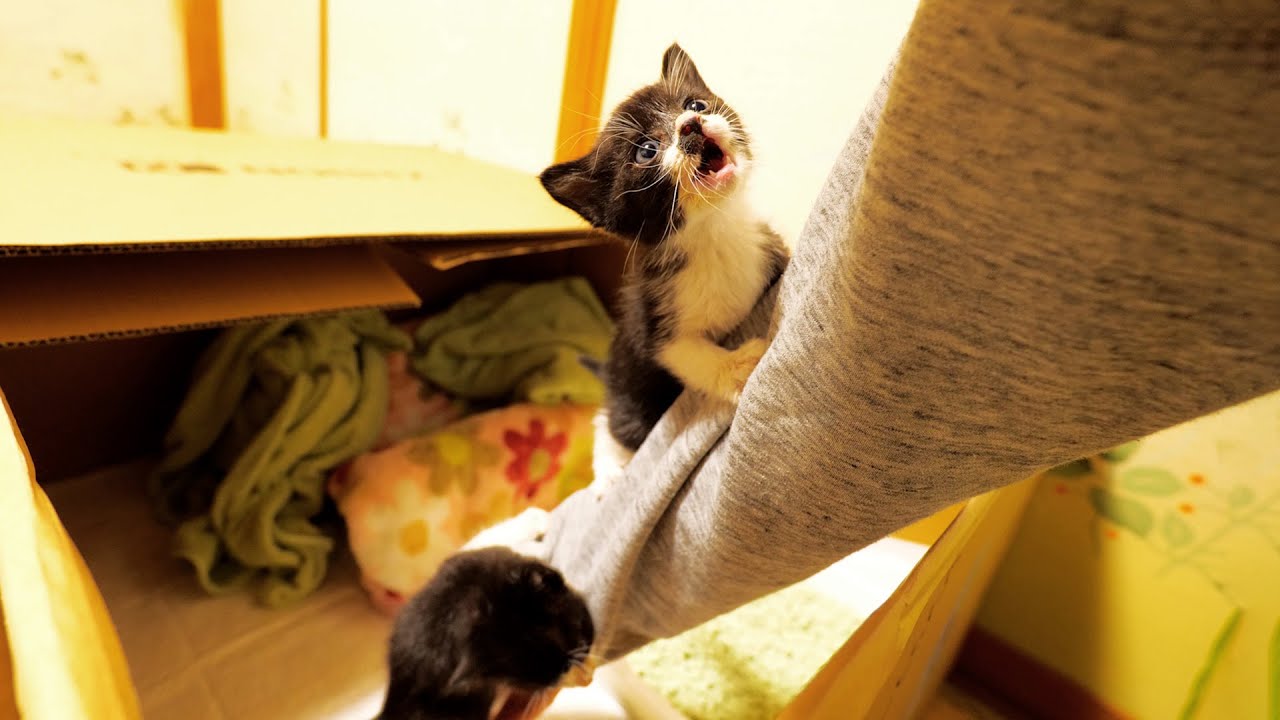 子猫ハウスに手を入れると‥【道路のずぶ濡れ子猫保護2日目】