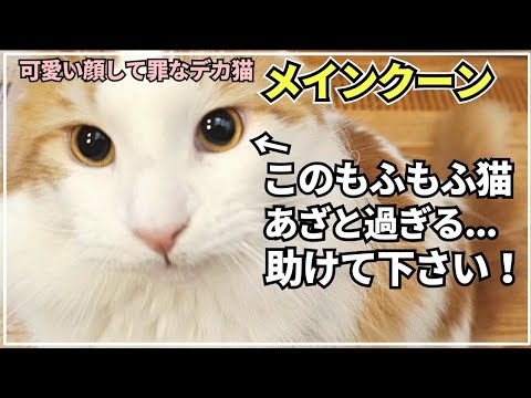 世界一大きな気分屋の猫に翻弄されています...【大型猫メインクーン】
