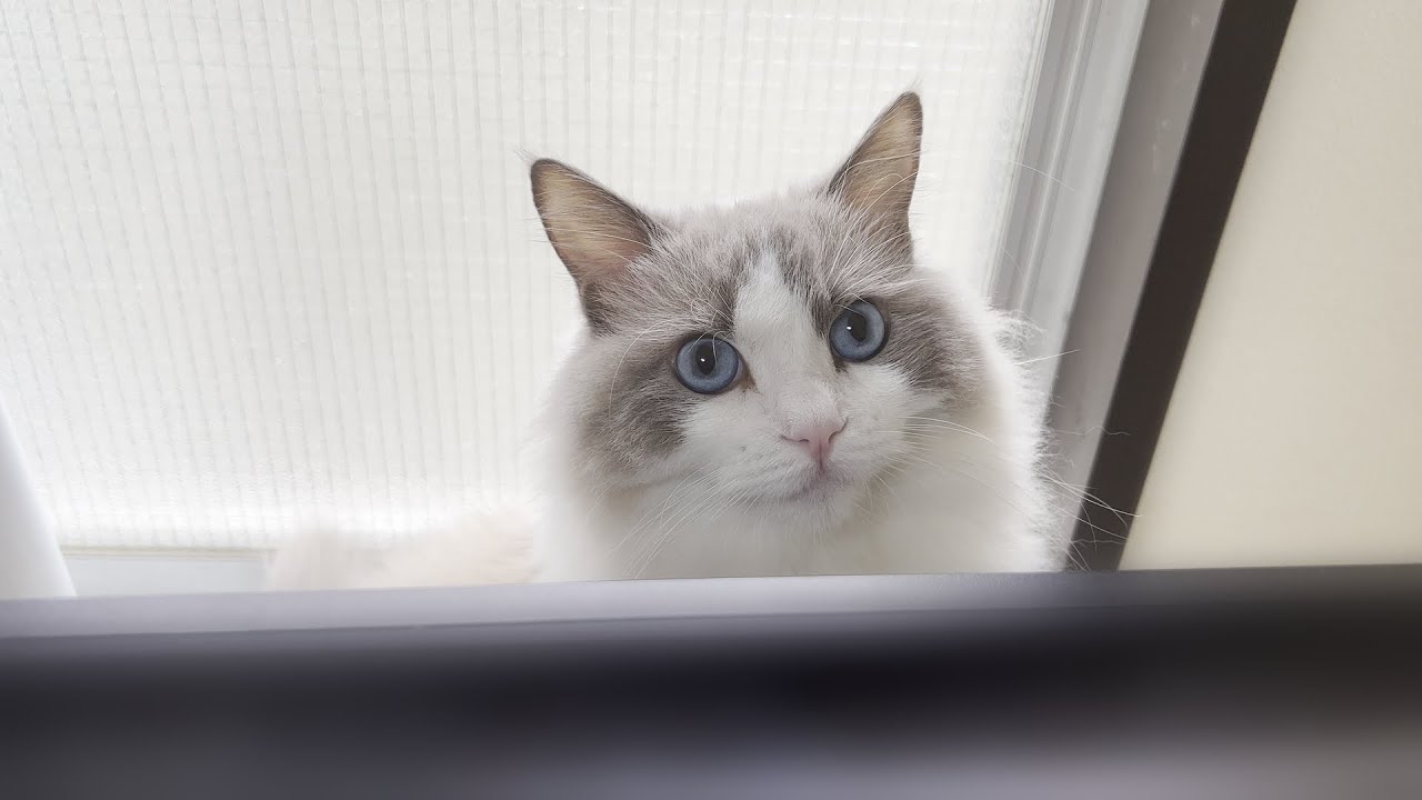 立ちながらの頭突きを習得したラグドール猫がマジで天才すぎました。