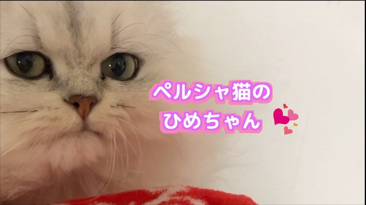 【ペルシャ猫】全身でありがとうを言ってくれるペルシャ猫のひめちゃんが可愛すぎる！
