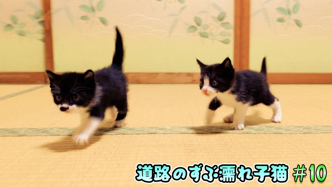 子猫達が沢山遊んで楽しく過ごせる子猫部屋作り開始！【道路のずぶ濡れ子猫 #10】