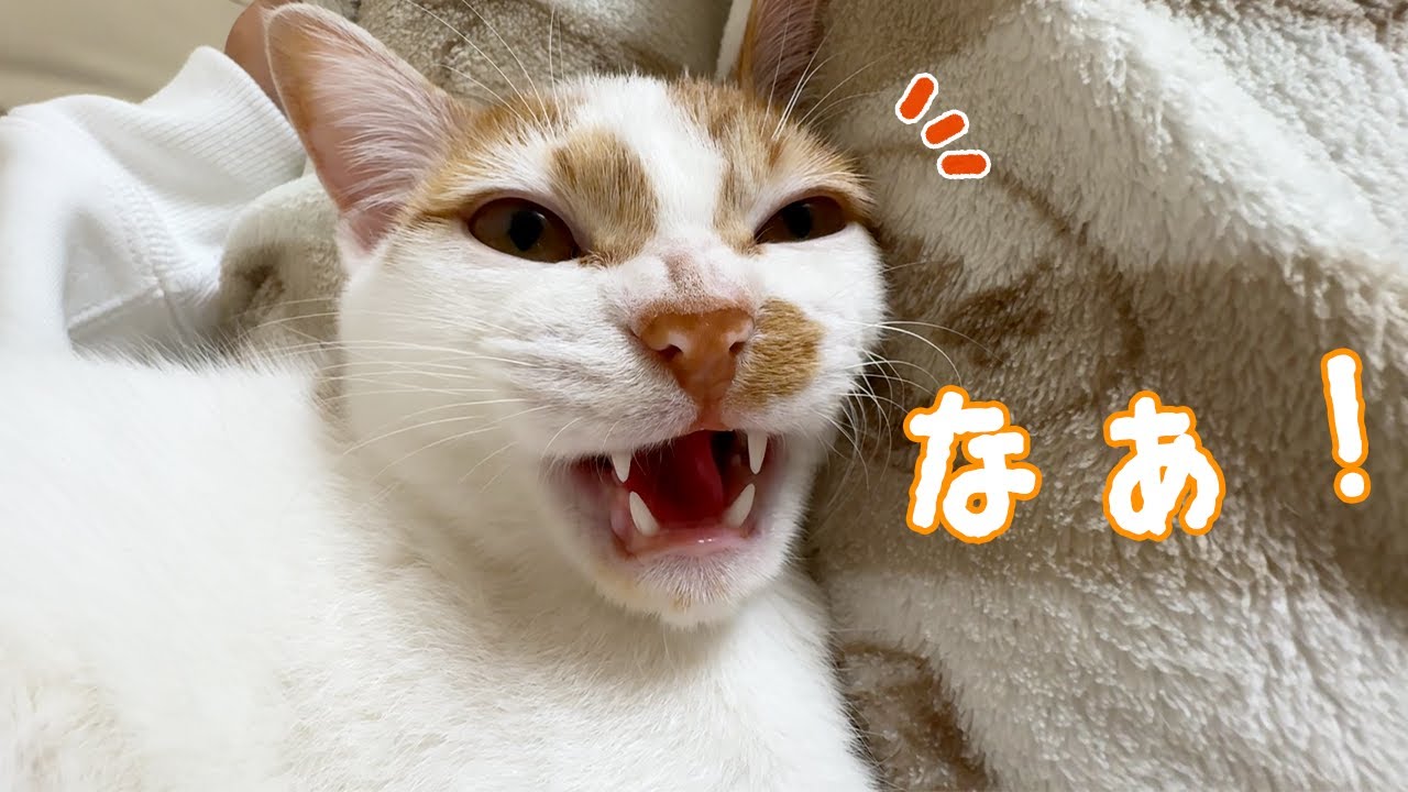 我が家の猫はこうやってお返事猫に育っていきます！