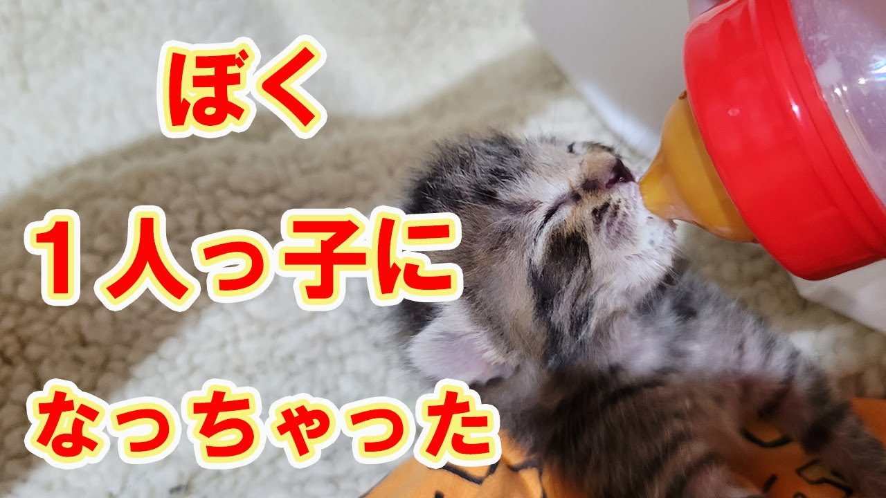 【保護猫】レスキューした子猫⑧１匹になって1日目の様子