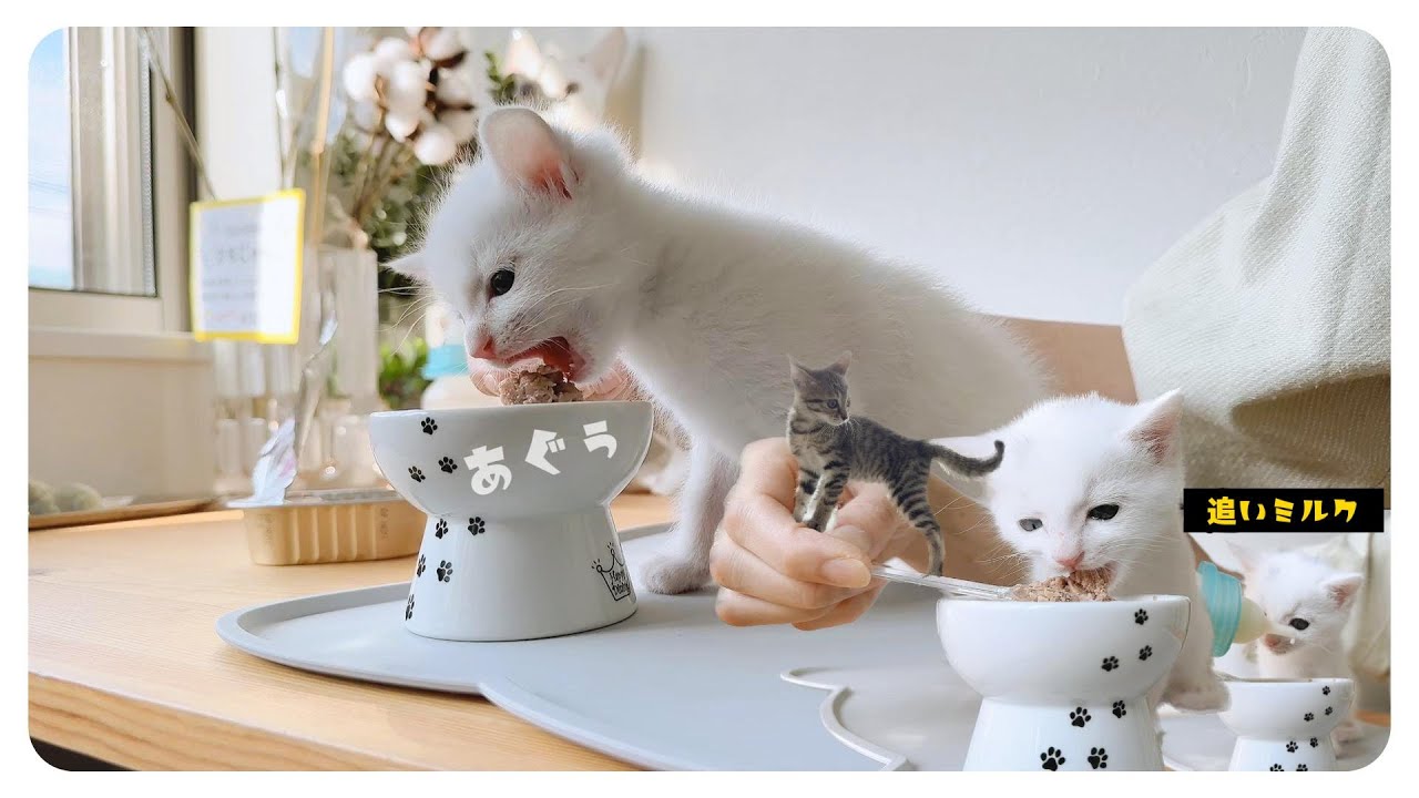 子猫の「ぱくぱく」2日目とは思えない食べっぷり！追いミルクいいですか～？！【保護猫生活23日目】