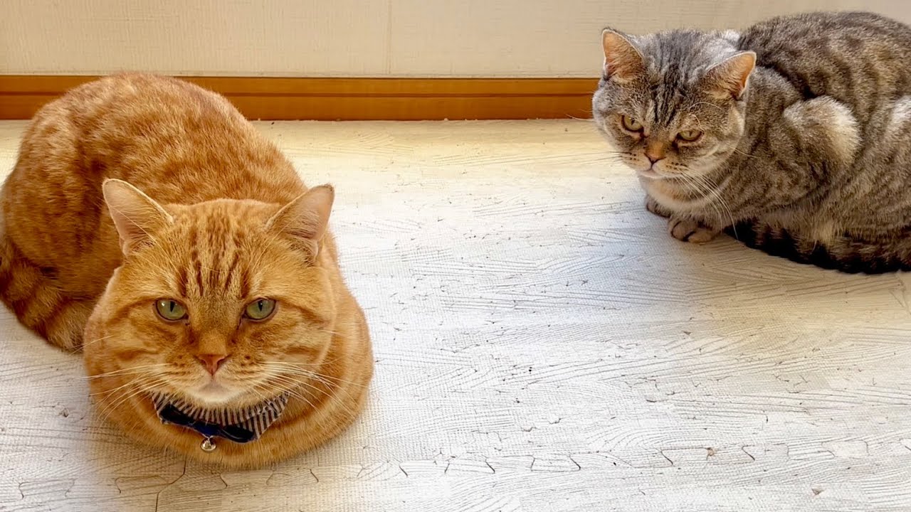 2023年11月22日 妻とぼくの『いい夫婦の日』 #猫 #マンチカン