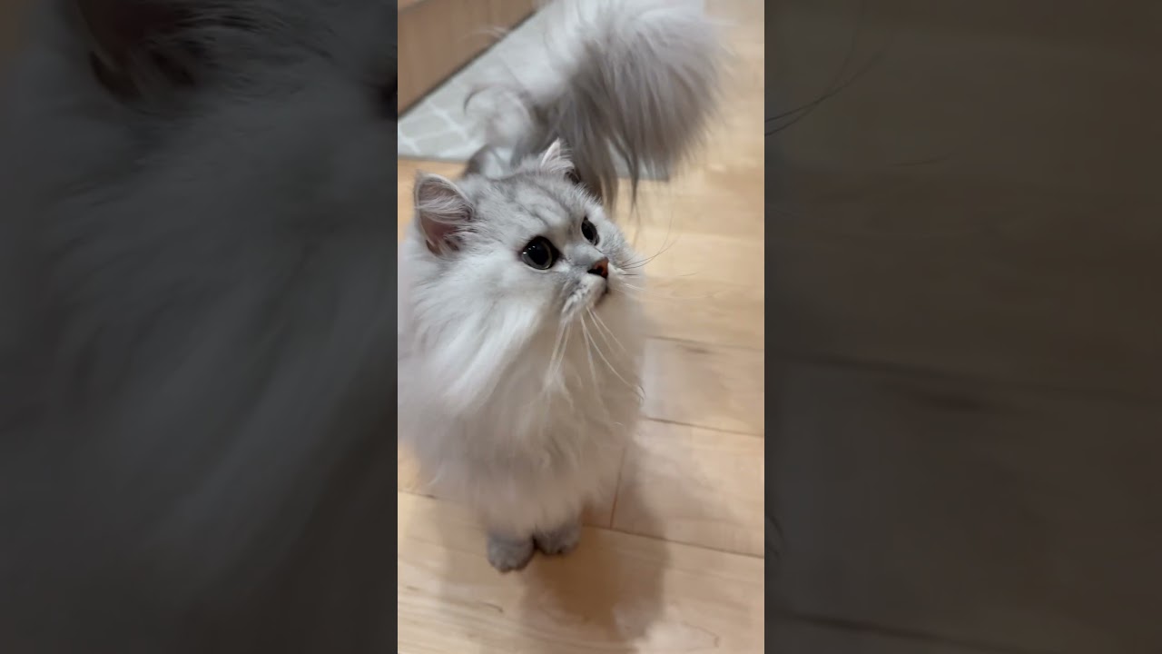 換毛期の長毛猫にありがちなこと 【サイベリアン】 #Shorts