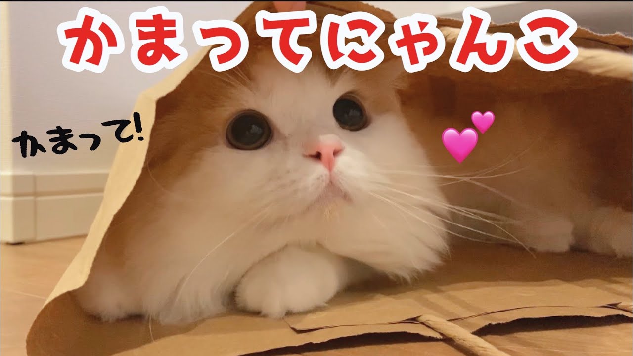 もふ猫が飼い主の気を引く為にした行動が、、【スコティッシュフォールド長毛】