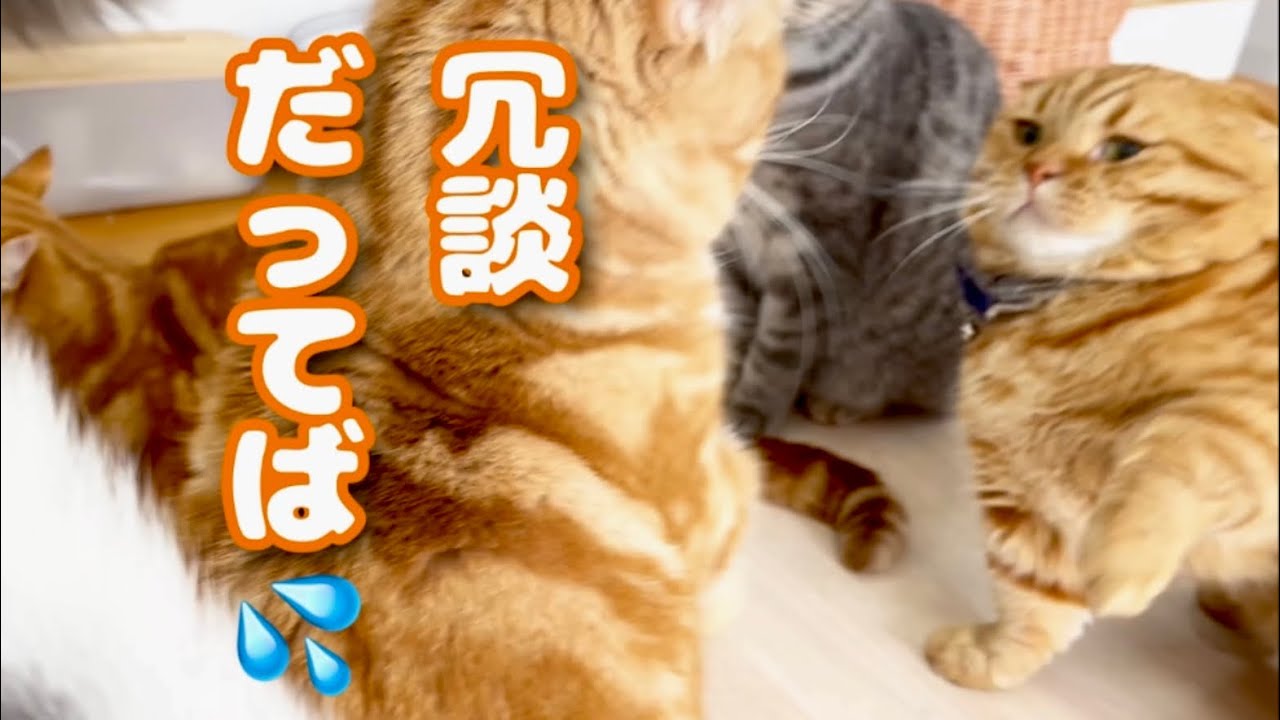 やっぱりちゃーぼーは本気で反抗するのでちょっかい出したことを後悔する茶々パパ #猫 #マンチカン