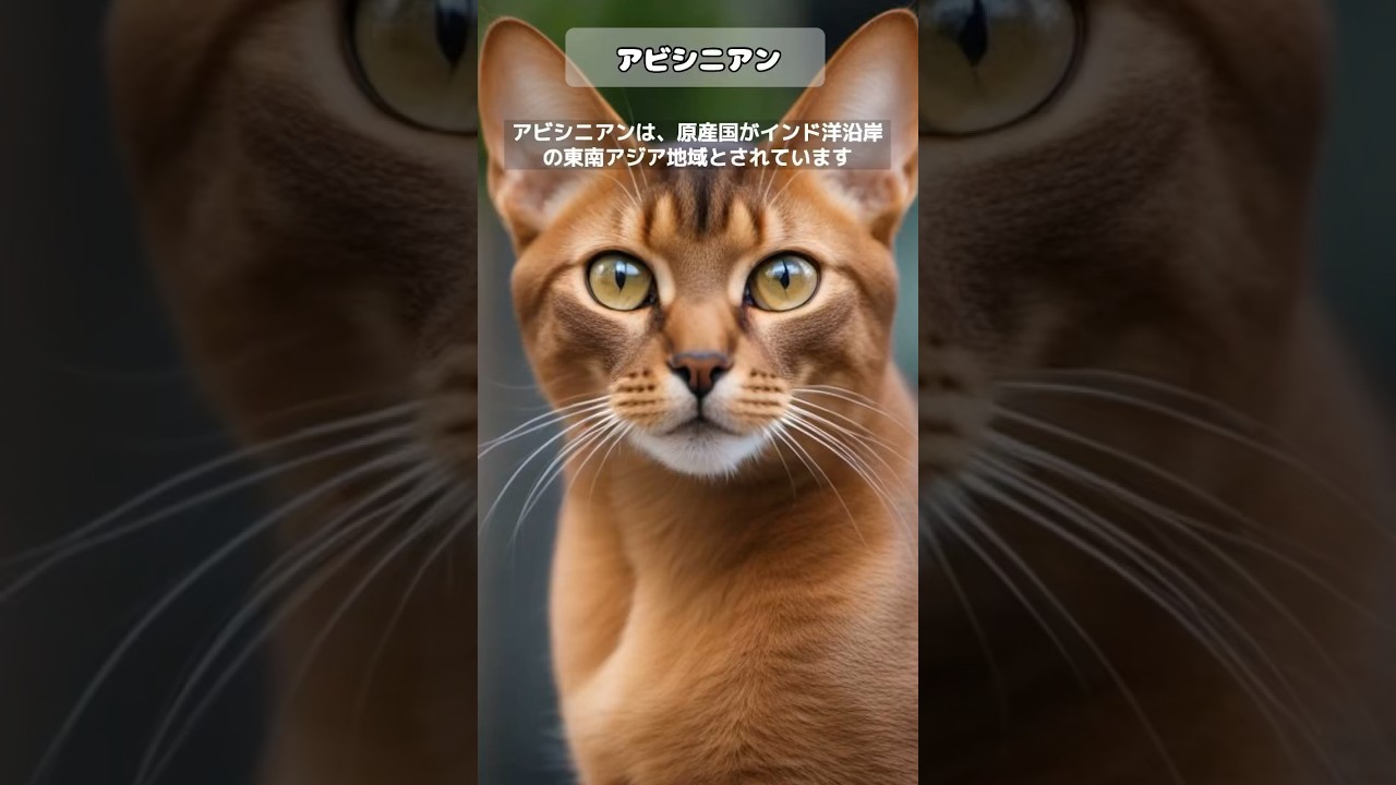 アビシニアン #猫種紹介
