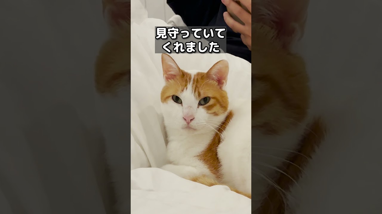 【甘えんぼ猫】パパの高熱が下がらず心配する猫がコチラ#shorts