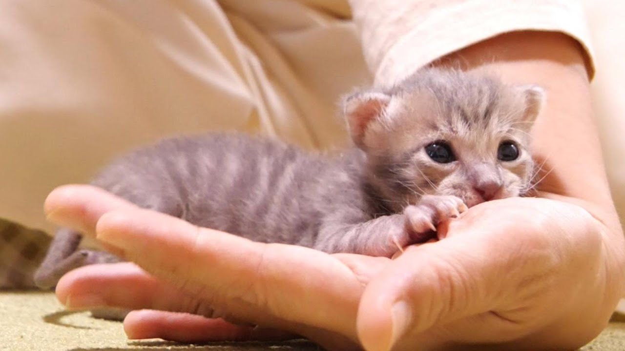 ママ、大好きだよと子猫がママの手にしがみつく【赤ちゃん猫　保護猫】