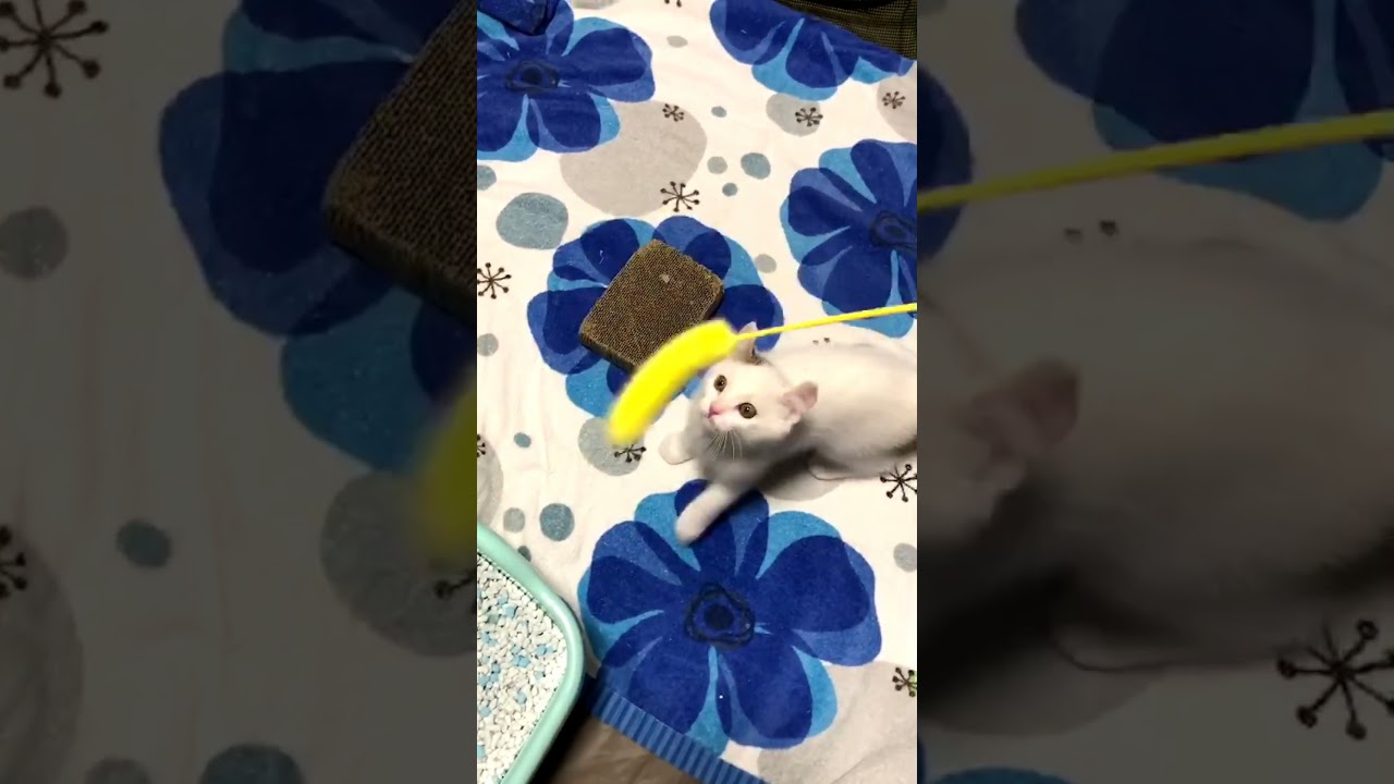 はじめて家にきたアメリカンカールの子猫 #猫 #犬 #アメリカンカール