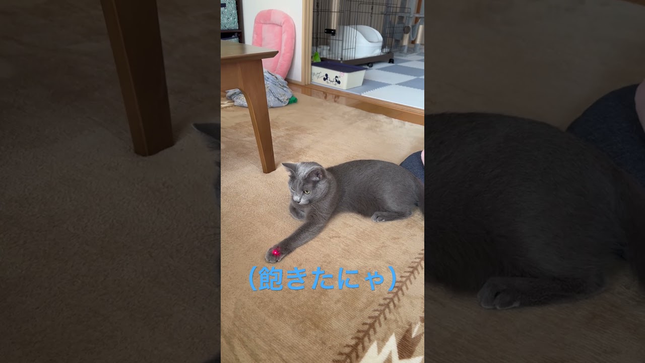 光に遊ばれちゃう猫（ロシアンブルー）#shorts