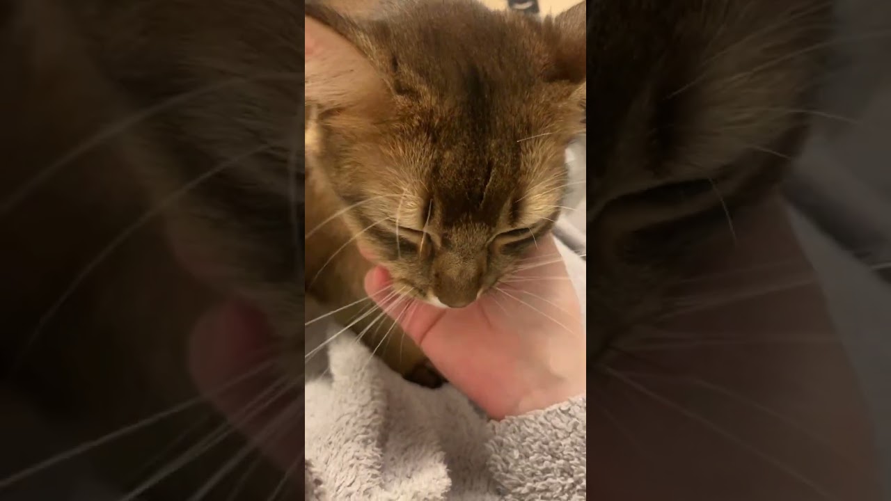 ごろごろ言って甘えるソマリ #甘えん坊の猫 #ソマリ