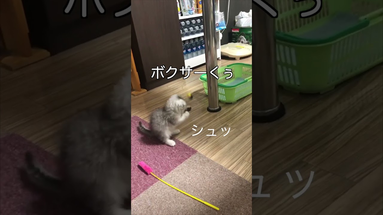 ボクサー猫！くぅちゃん子猫時代 #shorts #スコティッシュフォールド #ソマリ  #にゃんこ #ねこ  #スコ