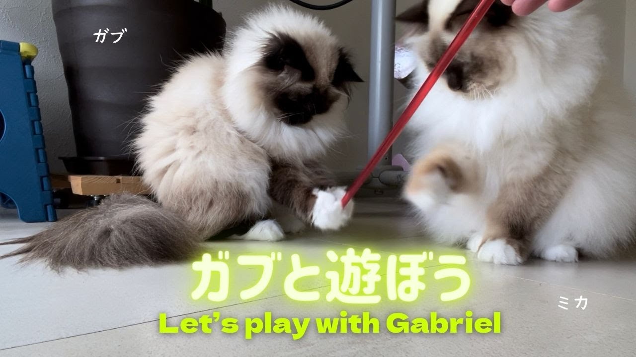 動くプラスチック棒【ガブと遊ぼう】Let’s play with Gabriel （バーマン猫）Birman/Cat